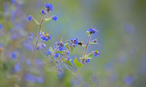 bee