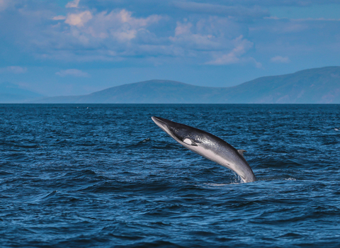 Minke whale breaching
