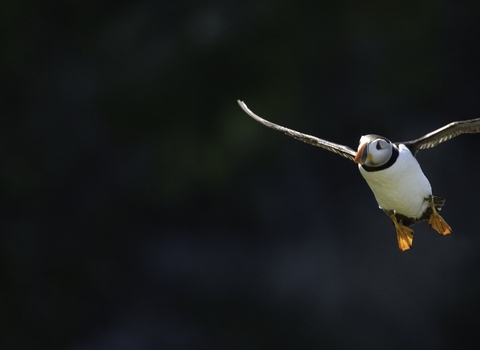 puffin