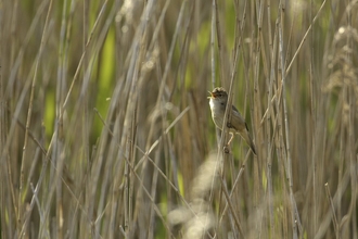 Reed warbler