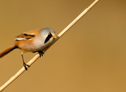 Bearded Tit (Panurus biarmi) amongst the reedbeds