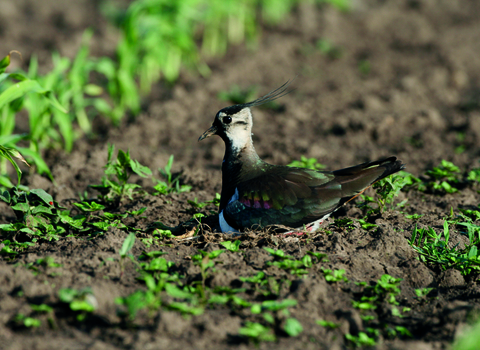 Lapwing at Vine House Farm