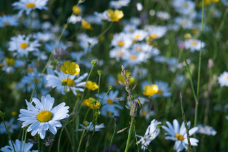 Lowland meadow and pasture