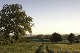Early Oat Fields, Haregill Lodge Farm, Ellingstring, North Yorkshire 