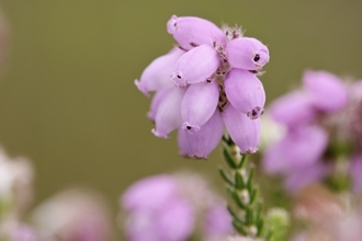 Cross-leaved heath