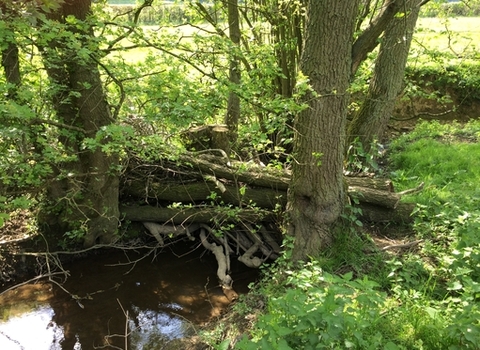 Slow the Flow project Woody debris dam in a Corve Dale brook
