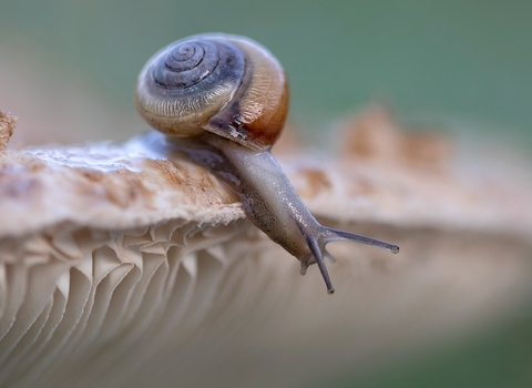 Snail on mushroom 