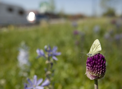 Green-veined white on road verge wildflowers 