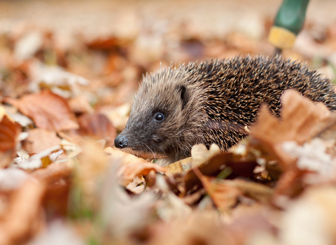 Hedgehog