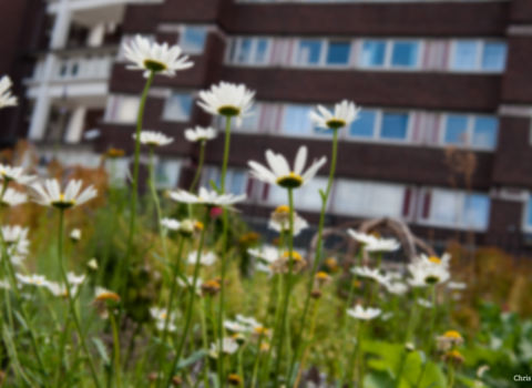 Daisy in urban area